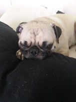 pug